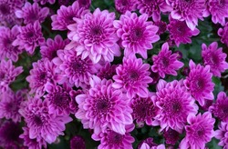 Floral background of vivid pink Chrysanthemum flowers blooming in the tropical garden. Floral pattern.