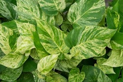 Natural background of Mable queen plants (Epipremnum aureum), beautiful green, white and golden leaves with heart-shaped. Ornamental plant for garden decoration. 