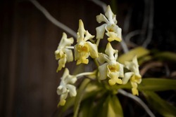 Close-up of Vanda denisoniana, wild orchid, beautiful yellow flowers bouquet blooming on a dark background and vignetted. 