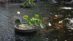 koi fish pond with some plants around it