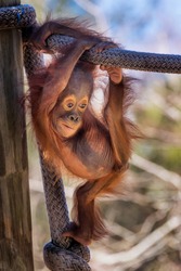 Baby Orangutan playing