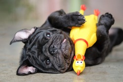 Funny pug dog lying on concrete road with yellow chicken toy.
