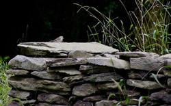 a single wren rests on a large stone on an autumn morning in Sugar Run along the Susquehanna River Pennsylvania