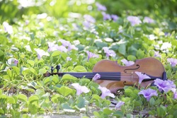 The violin lies on the ground, the concept: a song about summer, music in colors, a flower garden, toned