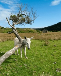 White Donkey against a tree with a Wooden Hut in the Backround Transkei South Africa. Wildlife South Africa