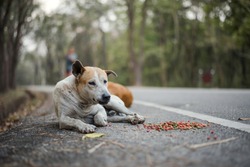 
Stray dogs lie on the side of the road with food laid around them