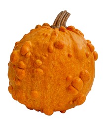 Trendy ugly organic orange pumpkin isolated on white background. Thanksgiving, harvest, halloween concept.