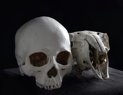 close up portrait of old dried sheep skull bones, isolated on dark studio background.