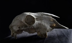 close up portrait of old dried sheep skull bones, isolated on dark studio background.