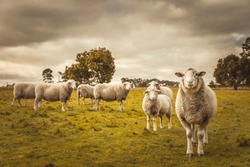 Australian countryside rural autumn landscape. Group of sheep grazing in paddock at farm