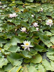 Lilypads floating on a pond