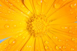 Dew on a yellow flower