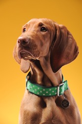 Young vizsla pointer dog portrait on colored background