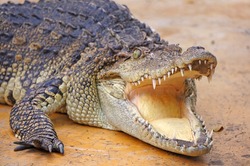 Big freshwater crocodiles in Thailand
