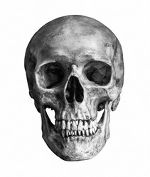 Black and White Human skull, isolated on white background with clipping path