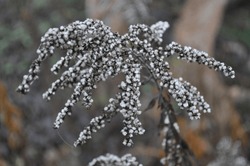 overblown inflorescence of the Canadian goldenrod during a rainy autumn and winter day