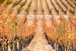Dormant Cabernet Sauvignon grape vines in a vineyard located in the Okanagan Valley near Penticton, British Columbia, Canada.