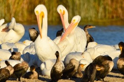 White pelicans and cormorant birds