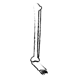 human leg foot bone anatomy medical sketch