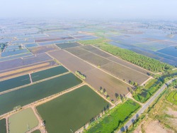 Aerial view of Rice farm with Water in preparing phase