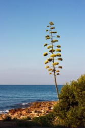 Flowers of the american Agave plant on blue sky. Century plant, Maguey, or American aloe (Agave americana)