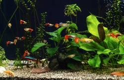 Aquarium with freshwater fishes and plants