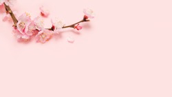 Spring blossoms blooming isolated on pink background, close up copy space, flowers tree branch blooming. Pastel pink background, bloom delicate flowers. Springtime concept. Сакура cherry Japan Sakura