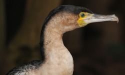 Phalacrocoracidae is a family of approximately 40 species of aquatic birds commonly known as cormorants and shags. Several different classifications of the family have been proposed recently