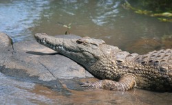 Hluhluwe imfolozi park. Nile crocodile is an African crocodile, the largest freshwater predator in Africa, and may be considered the second-largest extant reptile and crocodilian in the world