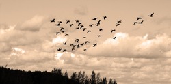 Geese migrate each year, many hunters await for flocks of Canadian geese
