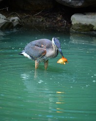 The great blue heron hunting koi fish is a large wading bird in the heron family Ardeidae, common near the shores of open water and in wetlands over most of North America and Central America