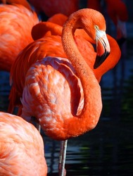 Flamingos or flamingoes are a type of wading bird, the only genus in the family Phoenicopteridae. There are four flamingo species in the Americas and two species in the Old World.