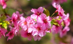 The apple tree blooming is a deciduous tree in the rose family best known for its sweet, pomaceous fruit, the apple. It is cultivated worldwide as a fruit tree, 