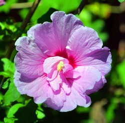 The Minerva Hibiscus flower features pinkish-lavender blooms with red centers are such a standout against the dark-green foliage.
