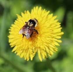 Photo of bee on a dandelion plant. Dandelion plant with a fluffy yellow bud. Yellow dandelion flower growing in the ground. Dandelion with plant Lamium purpureum