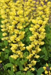 American Goldfinch false indigo features abundant and long lived golden yellow flower spikes above a broad spreading plant.