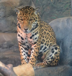 Jaguar is a cat, a feline in the Panthera genus only extant Panthera species native to the Americas. Jaguar is the third-largest feline after the tiger and lion, and the largest in the Americas.