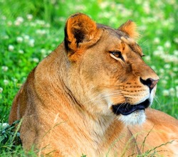 Lion is one of the four big cats in the genus Panthera, and a member of the family Felidae. With some males exceeding 250 kg (550 lb) in weight, it is the second-largest living cat after the tiger