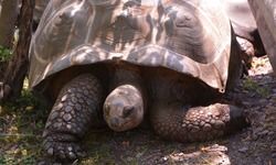 The Aldabra giant tortoise (Aldabrachelys gigantea), from the islands of the Aldabra Atoll in the Seychelles, is one of the largest tortoises in the world