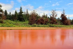 Trees reflection in red water West Point Prince Edward Island