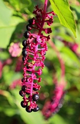 Phytolacca americana, also known as American pokeweed, pokeweed, poke sallet, dragonberries, and inkberry, is a poisonous, herbaceous perennial plant in the pokeweed family Phytolaccaceae.