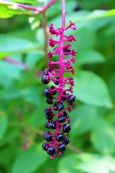Phytolacca americana, also known as American pokeweed, pokeweed, poke sallet, dragonberries, and inkberry, is a poisonous, herbaceous perennial plant in the pokeweed family Phytolaccaceae.