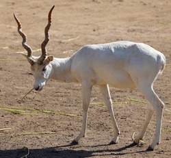 White blackbuck (Antilope cervicapra), also known as the Indian antelope, is an antelope native to India and Nepal. It inhabits grassy plains and lightly forested areas with perennial water sources.