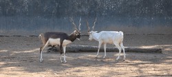 The blackbuck (Antilope cervicapra), also known as the Indian antelope, is an antelope native to India and Nepal. It inhabits grassy plains and lightly forested areas with perennial water sources.