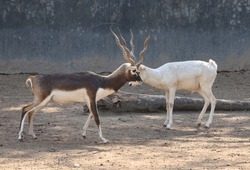 The blackbuck (Antilope cervicapra), also known as the Indian antelope, is an antelope native to India and Nepal. It inhabits grassy plains and lightly forested areas with perennial water sources.