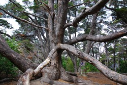Tree as a snake shape.Tierra del Fuego National Park is a national park on the Argentine part of the island of Tierra del Fuego a part of the subantarctic forest.