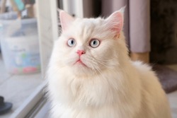 Persian Doll Face Chinchilla White Cat. Fluffy cute pet animal with blue eyes