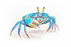 blue crab manual watercolor drawing illustration 