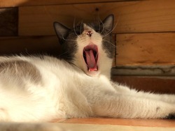 Lazy cat yawn in the goldenhour