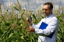 A researcher-agronomist stands in a corn field and examines corn stalks with a magnifying glass. Research in the field of genetically modified foods and plants.